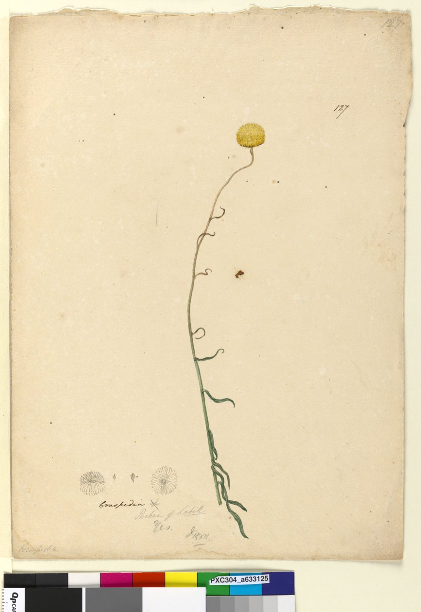 Strana 127. Craspedia, c.1803-06 (wc, pero, inkoust a tužka) od John William Lewin