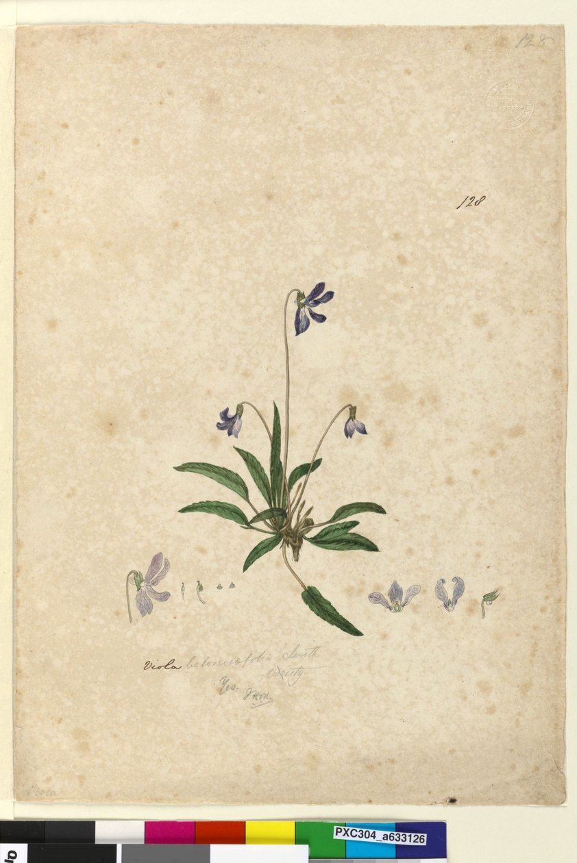 Strana 128. Viola betonicifolia, c.1803-06 (wc, pero, inkoust a tužka) od John William Lewin
