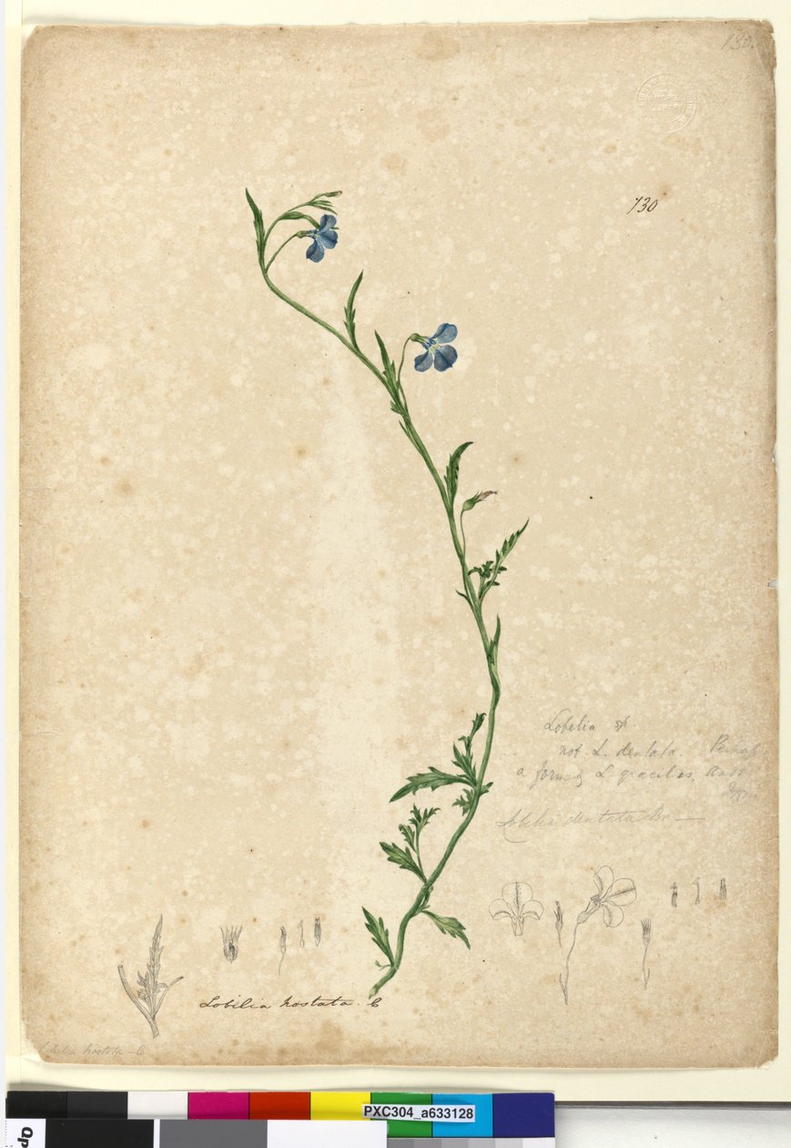 Strana 130. Lobelia hostataLobelia gracilis, c.1803-06 (wc, pero, inkoust a tužka) od John William Lewin