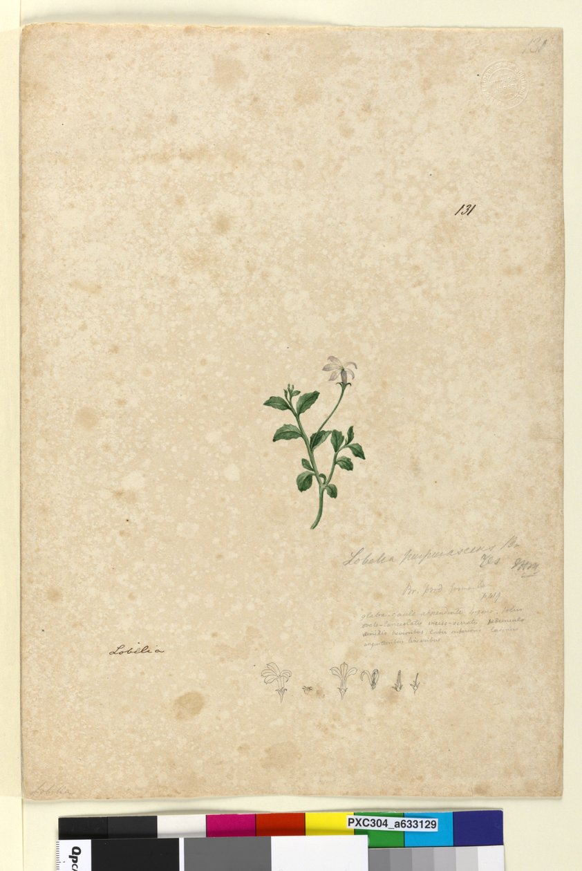 Strana 131. Lobelia purpurascens, c.1803-06 (wc, pero, inkoust a tužka) od John William Lewin