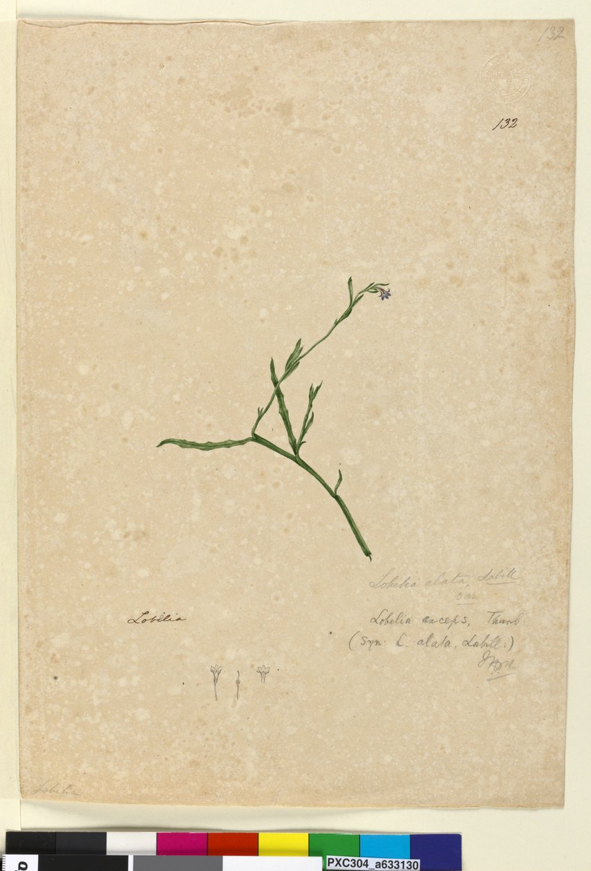 Strana 132. Lobelia alata, c.1803-06 (wc, pero, inkoust a tužka) od John William Lewin