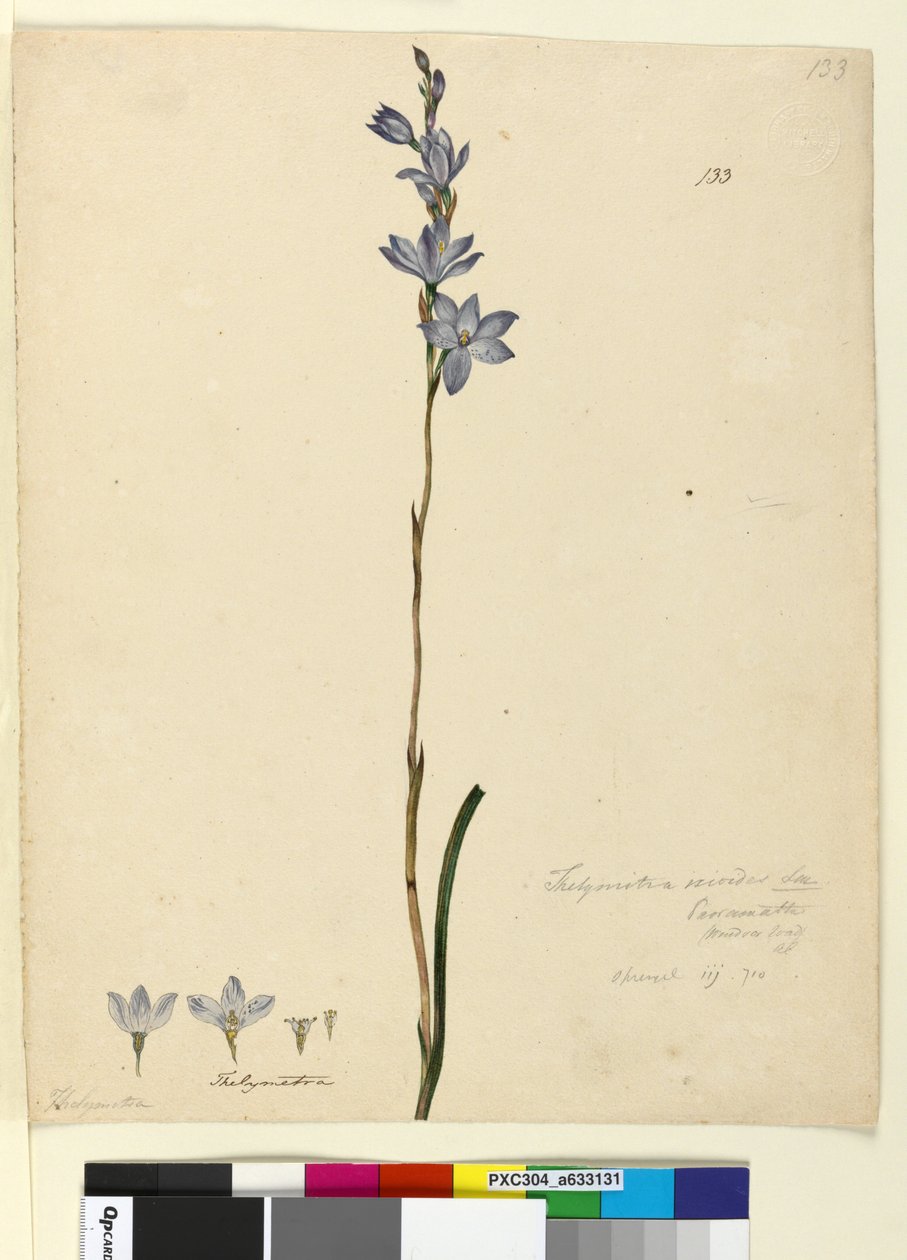 Strana 133. Thelymitra ixioides, c.1803-06 (wc, pero, inkoust a tužka) od John William Lewin