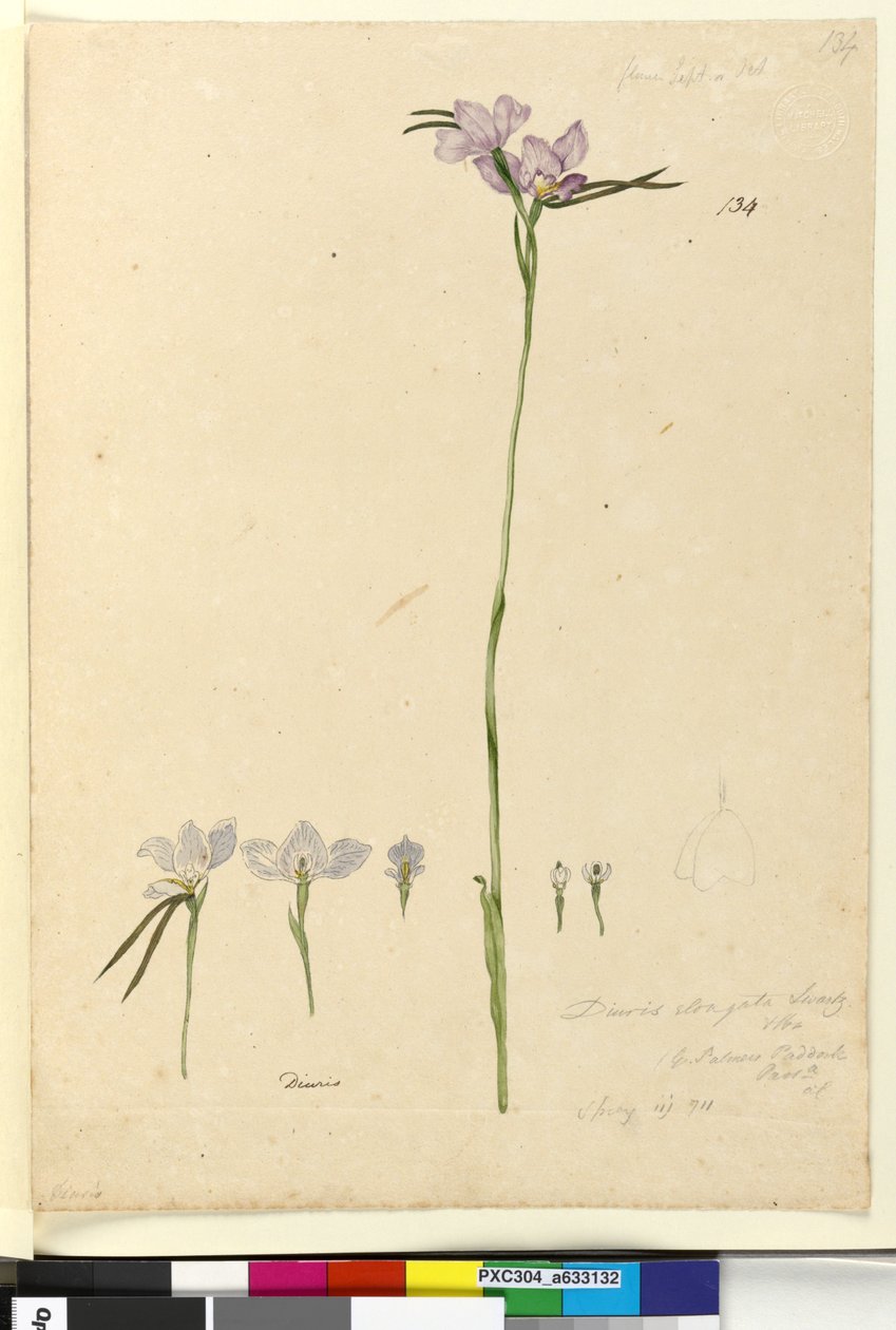 Strana 134. Diuris elongata, c.1803-06 (wc, pero, inkoust a tužka) od John William Lewin