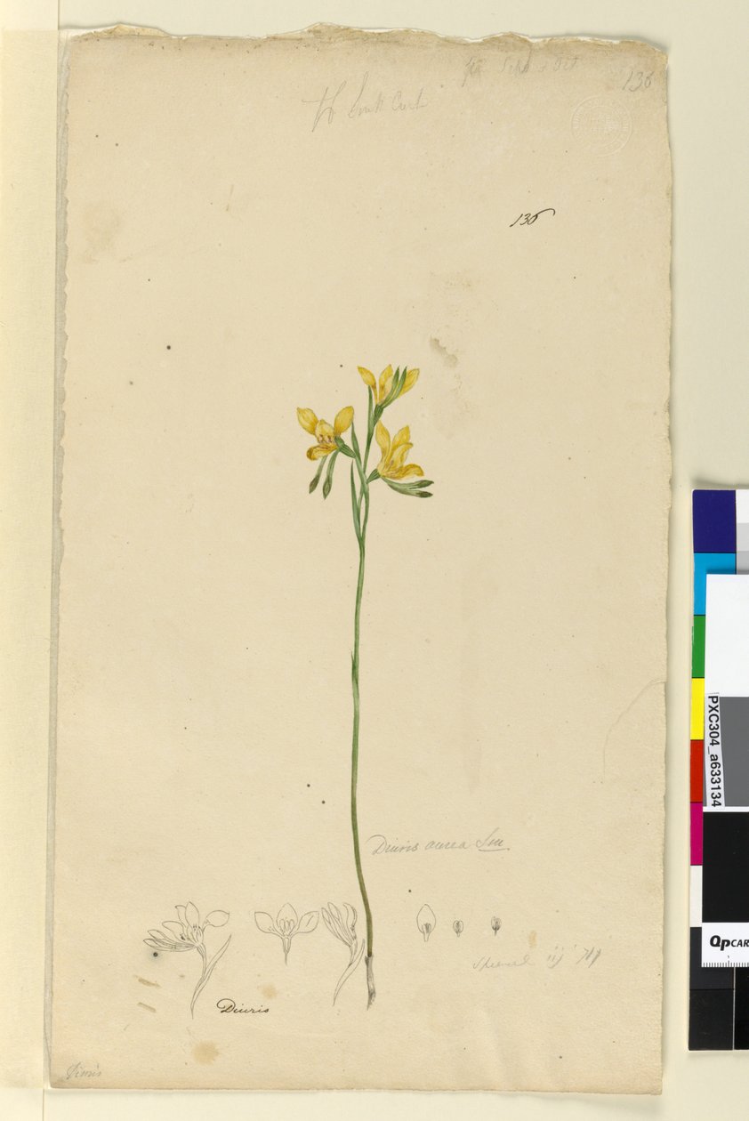 Strana 136. Diuris aurea, c.1803-06 (wc, pero, inkoust a tužka) od John William Lewin