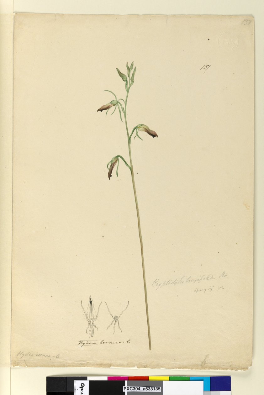 Strana 137. Cryptostylis longifolia, c.1803-06 (wc, pero, inkoust a tužka) od John William Lewin