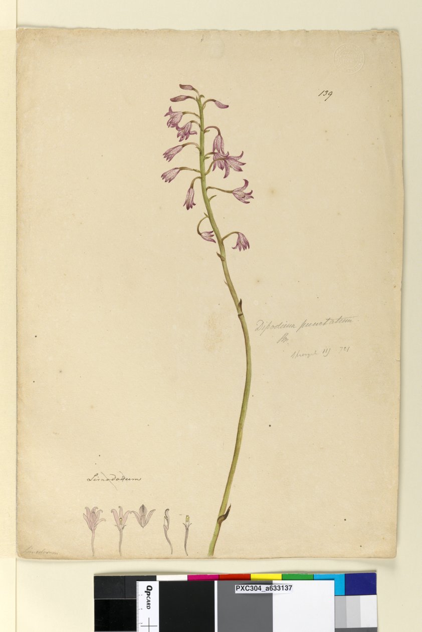 Strana 139. Dipodium punctatum, c.1803-06 (wc, pero, inkoust a tužka) od John William Lewin