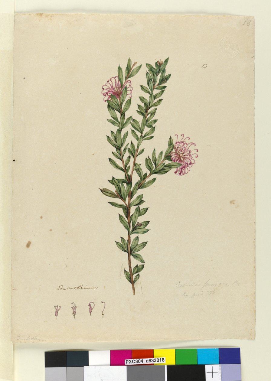 Strana 13. Grevillea punicea, c.1803-06 (wc, pero, inkoust a tužka) od John William Lewin