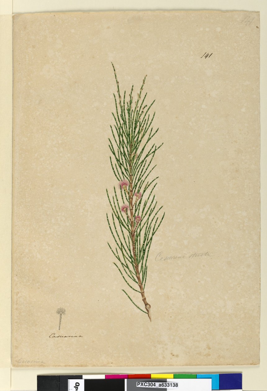 Strana 141. Casuarina strictaAllocasuarina verticillata, c.1803-06 (wc, pero, inkoust a tužka) od John William Lewin