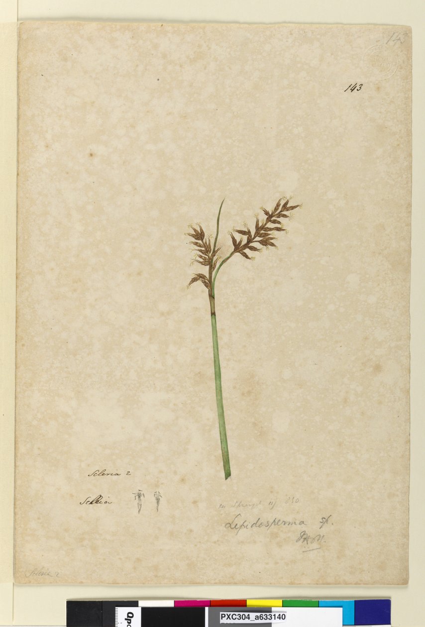 Strana 143. Lepidosperma, c.1803-06 (wc, pero, inkoust a tužka) od John William Lewin