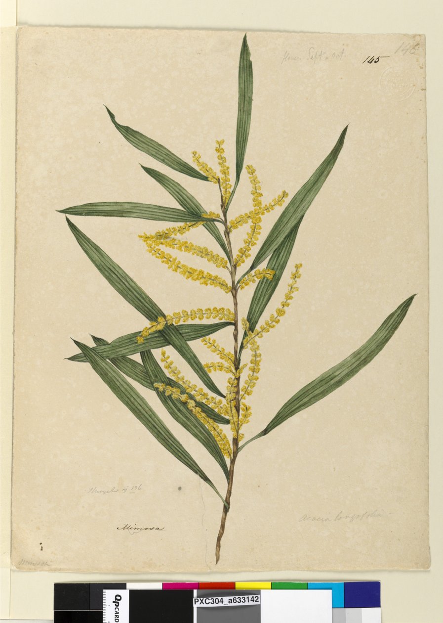 Strana 145. Acacia longifolia, c.1803-06 (wc, pero, inkoust a tužka) od John William Lewin