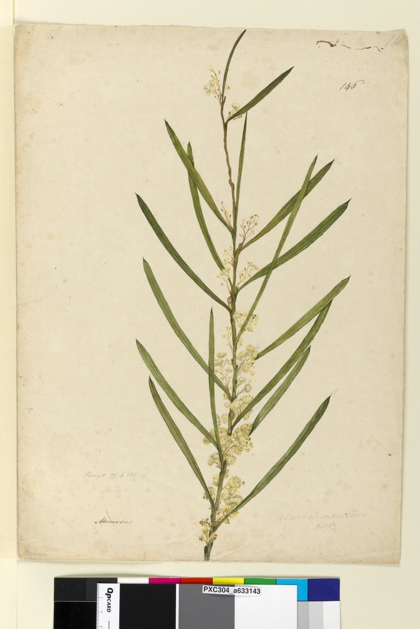 Strana 146. Acacia suaveolens, c.1803-06 (wc, pero, inkoust a tužka) od John William Lewin