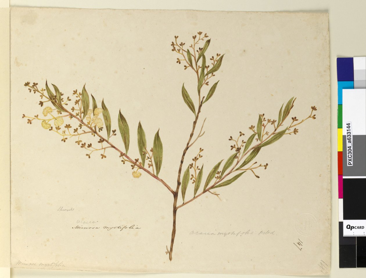 Strana 147. Acacia myrtifolia, c.1803-06 (wc, pero, inkoust a tužka) od John William Lewin