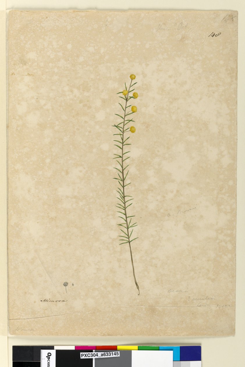 Strana 148. Acacia aciculares, c.1803-06 (akvarel, pero, inkoust a tužka) od John William Lewin