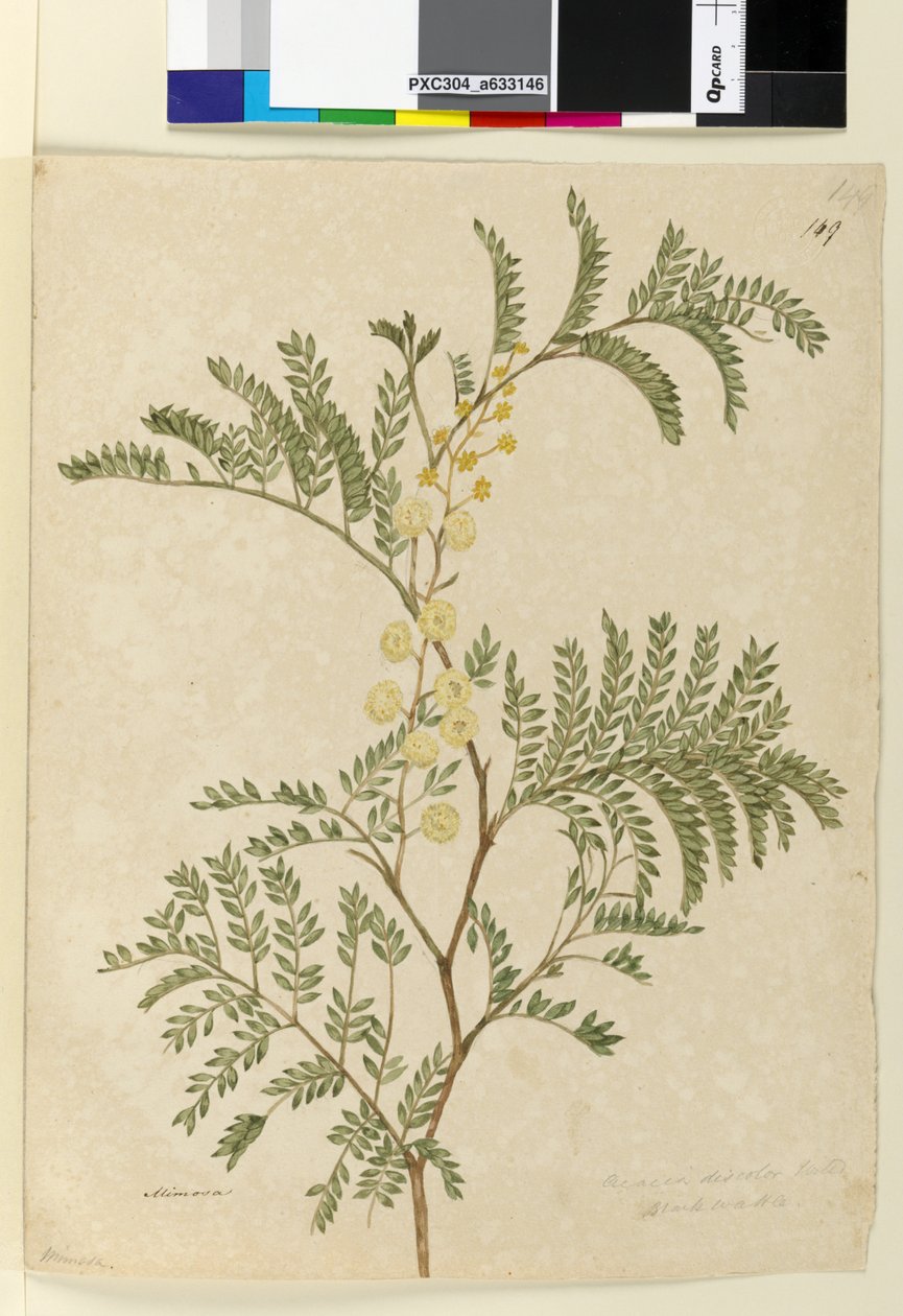 Strana 149. Acacia discolorAcacia terminalis, c.1803-06 (wc, pero, inkoust a tužka) od John William Lewin