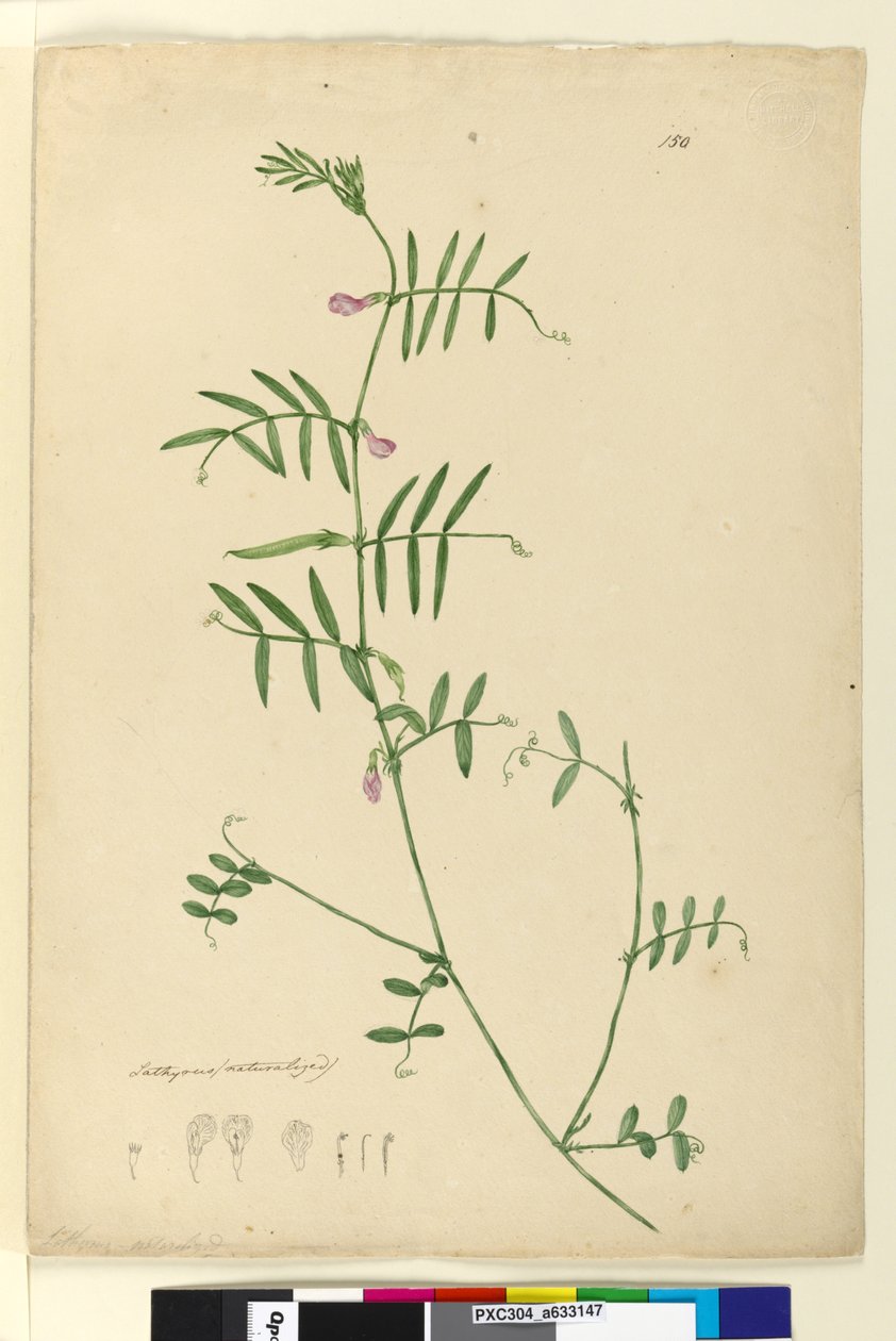 Strana 150. Lathyrus, c.1803-06 (wc, pero, inkoust a tužka) od John William Lewin