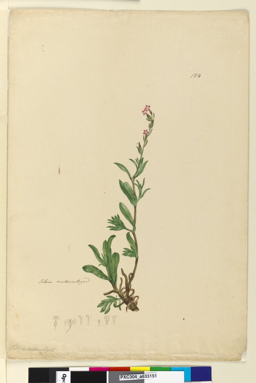 Strana 154. Silene naturalized, c.1803-06 (wc, pero, inkoust a tužka) od John William Lewin
