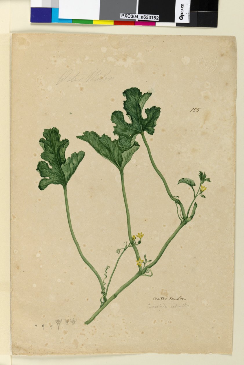 Strana 155. Vodní meloun, c.1803-06 (wc, pero, inkoust a tužka) od John William Lewin
