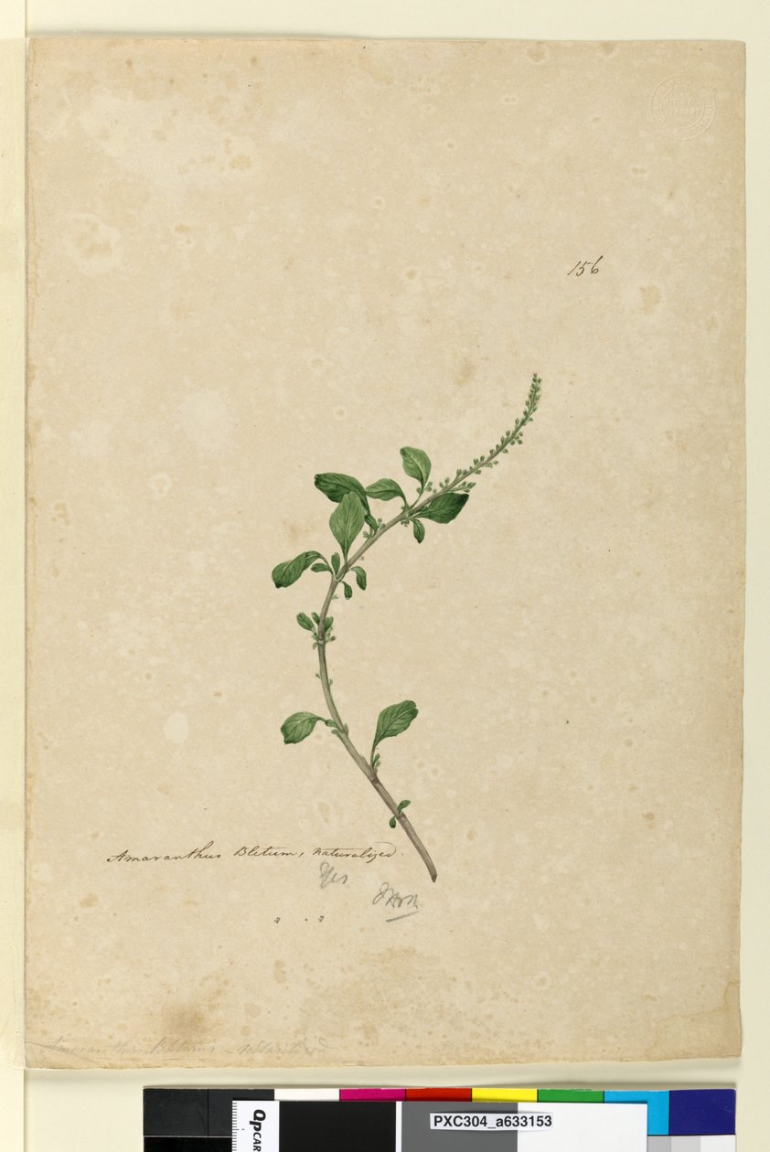 Strana 156. Amaranthus Blitum, c.1803-06 (wc, pero, inkoust a tužka) od John William Lewin