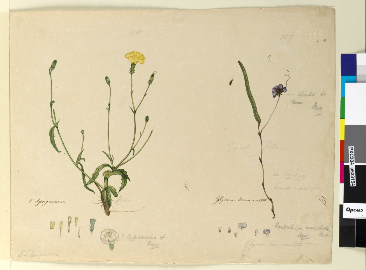 Strana 157. Hardenbergia monophyllaHardenbergia violacea; 158. Hypochaeris, c.1803-06 (wc, pero, inkoust a tužka) od John William Lewin
