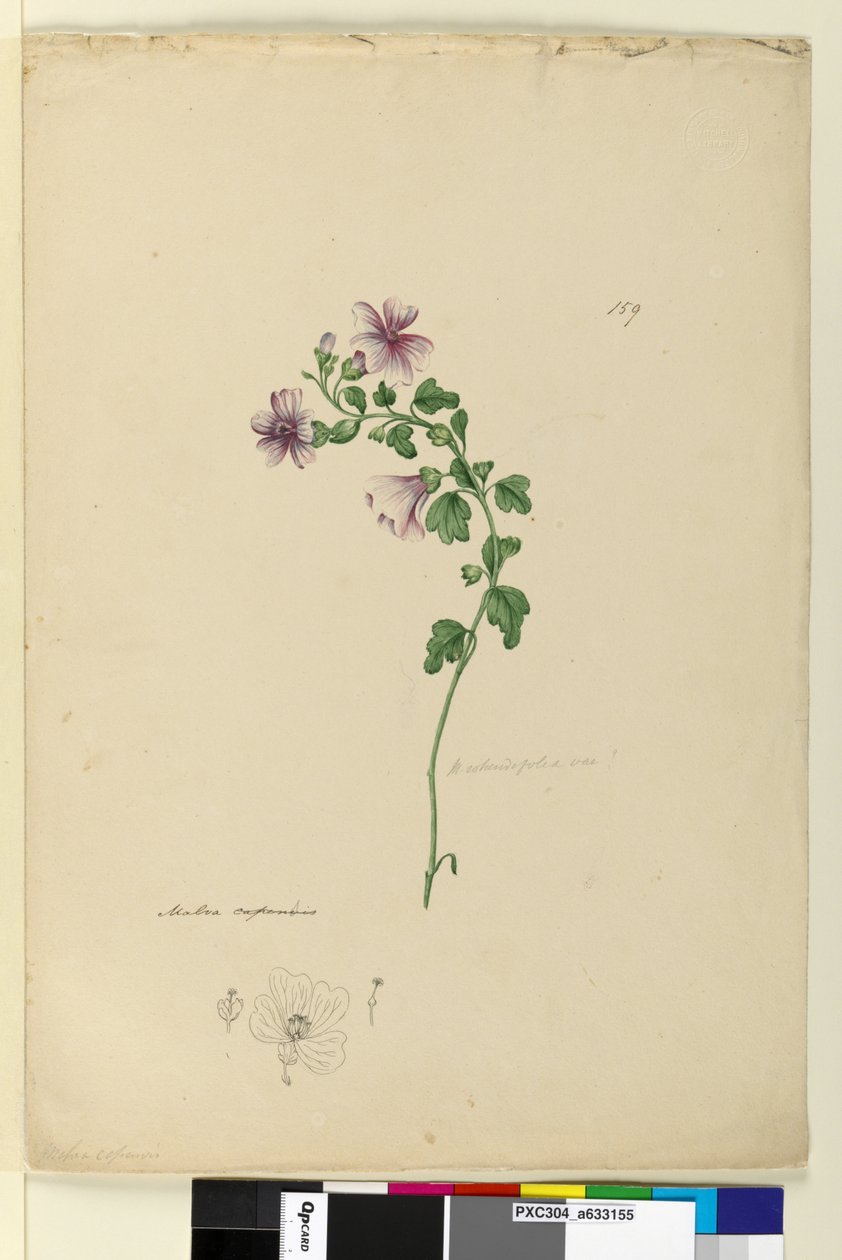 Strana 159. Malva capensis, c.1803-06 (wc, pero, inkoust a tužka) od John William Lewin