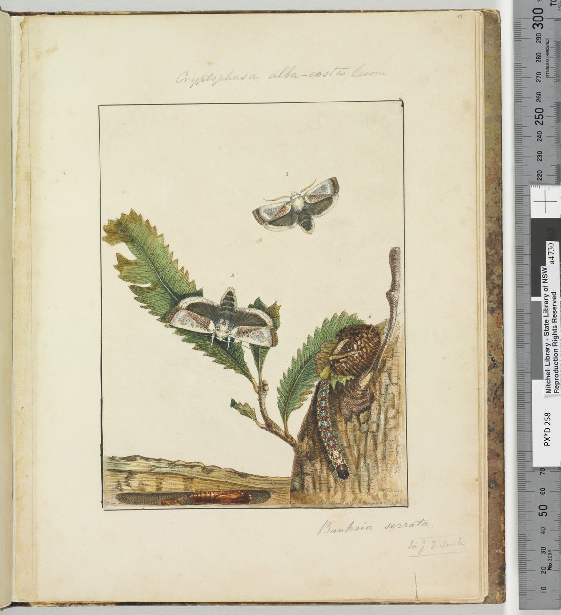 Strana 15. Talíř 4 Cryptohasa alba, costa Lewin, 1803-04 (ručně kolorované lepty) od John William Lewin