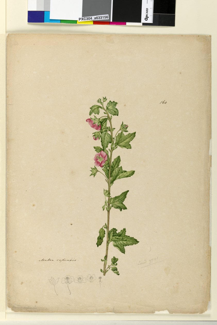 Strana 160. Malva capensis, c.1803-06 (wc, pero, inkoust a tužka) od John William Lewin