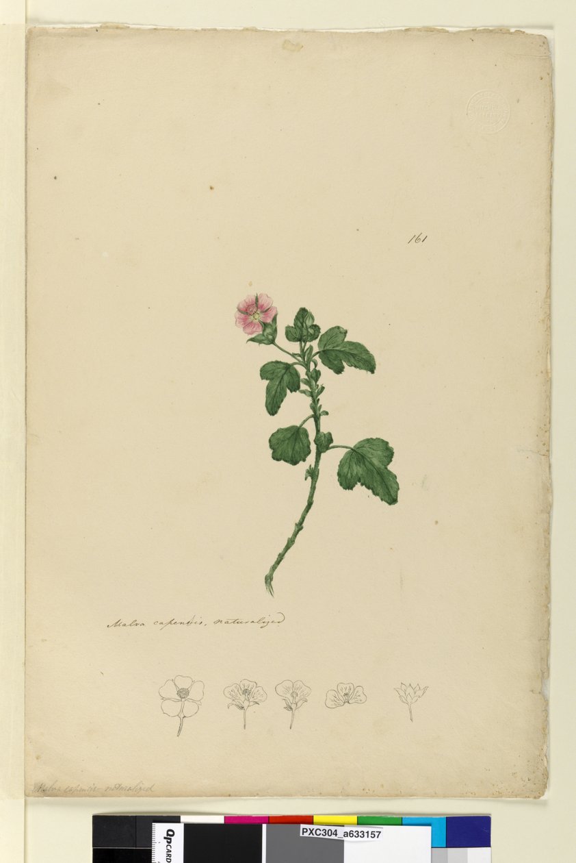 Strana 161. Malva capensis, c.1803-06 (wc, pero, inkoust a tužka) od John William Lewin