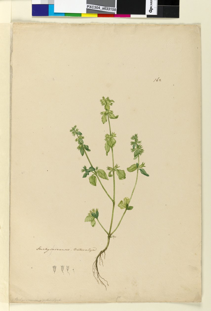 Strana 162. Stachys arvensis, c.1803-06 (wc, pero, inkoust a tužka) od John William Lewin