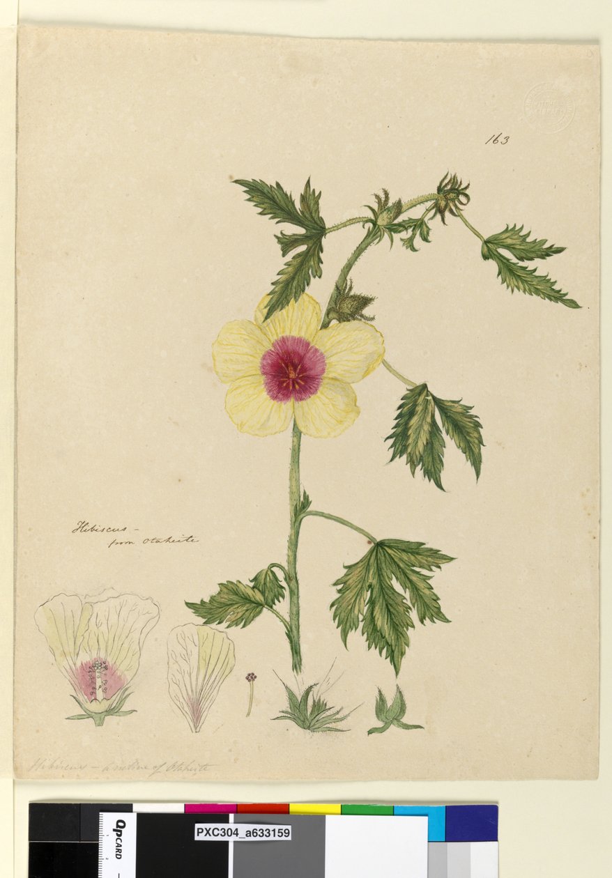 Strana 163. Hibiscus, c.1803-06 (wc, pero, inkoust a tužka) od John William Lewin