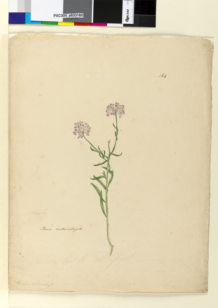Strana 164. Iberis naturalized, c.1803-06 (wc, pero, inkoust a tužka) od John William Lewin