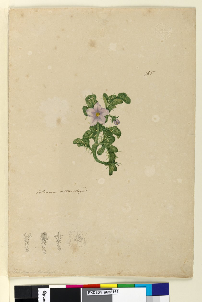 Strana 165. Solanum naturalized, c.1803-06 (wc, pero, inkoust a tužka) od John William Lewin