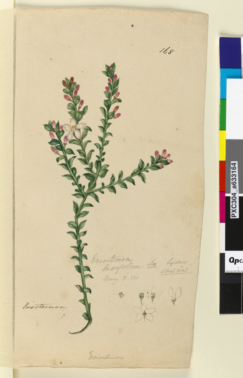 Strana 168. Eriostemon buxifolium, c.1803-06 (wc, pero, inkoust a tužka) od John William Lewin