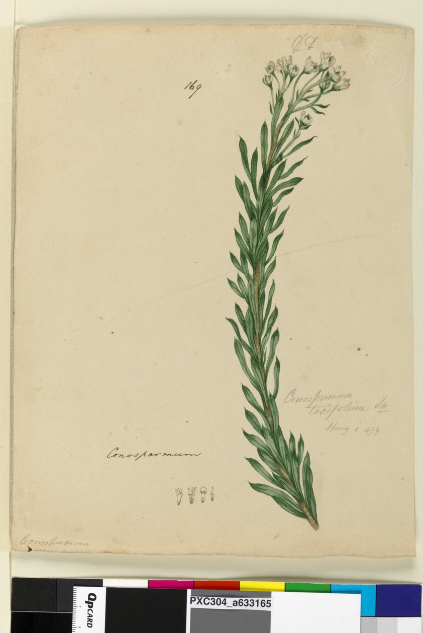 Strana 169. Conospermum taxifolium, c.1803-06 (wc, pero, inkoust a tužka) od John William Lewin