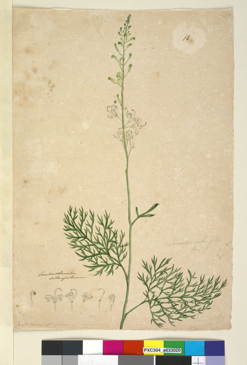Strana 16. Lomatia silaifolia, c.1803-06 (wc, pero, inkoust a tužka) od John William Lewin