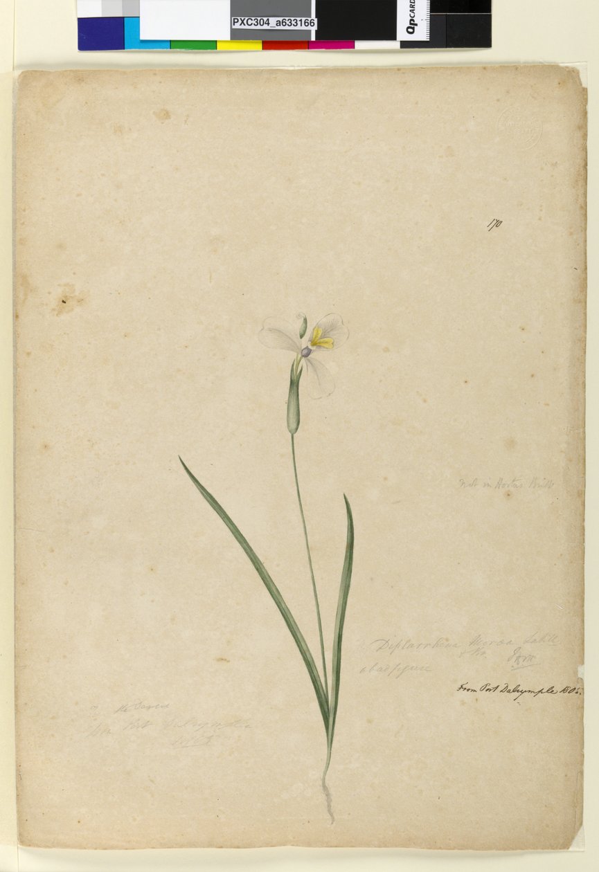 Strana 170. Diplarrhena moraea, c.1803-06 (wc, pero, inkoust a tužka) od John William Lewin