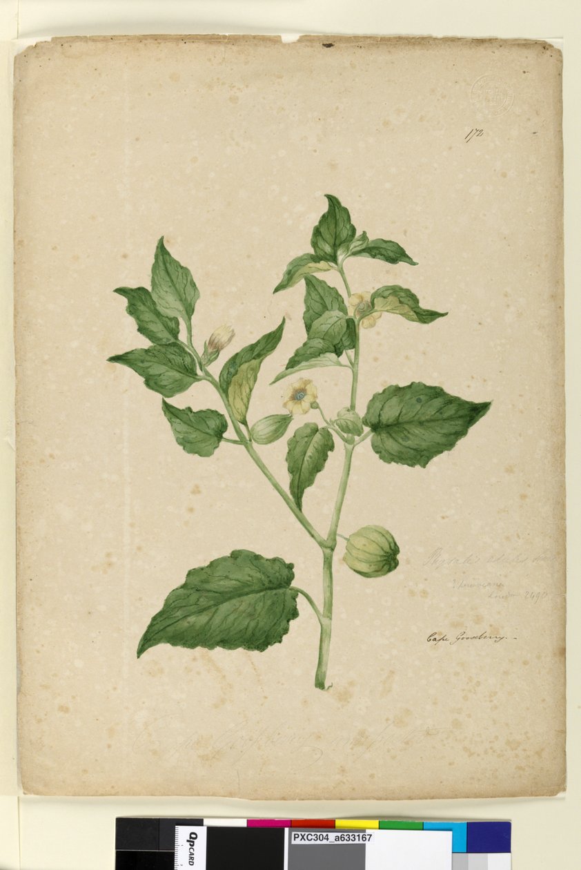 Strana 172. Physalis edulis, c.1803-06 (wc, pero, inkoust a tužka) od John William Lewin