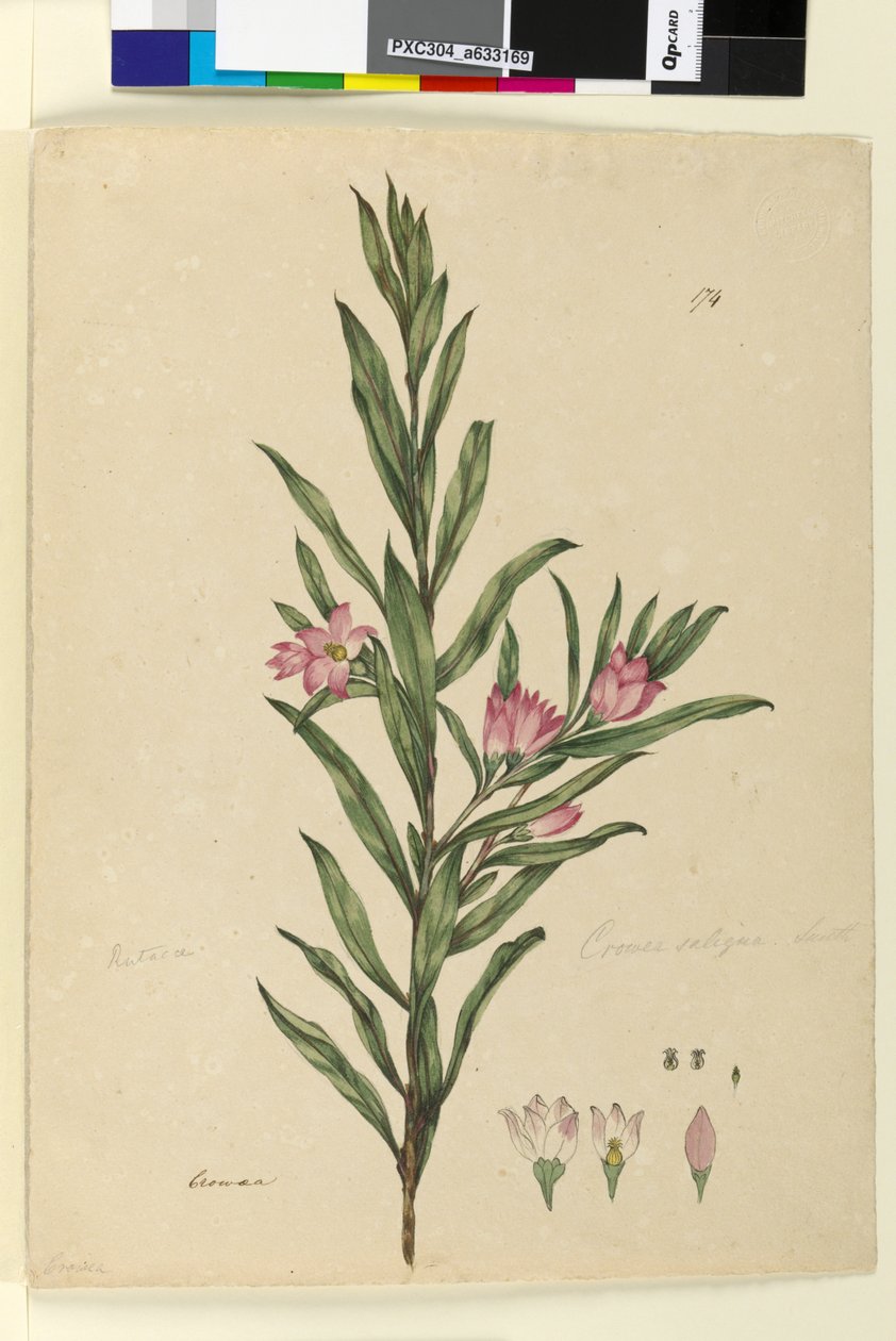 Strana 174. Crowea saligna, c.1803-06 (wc, pero, inkoust a tužka) od John William Lewin