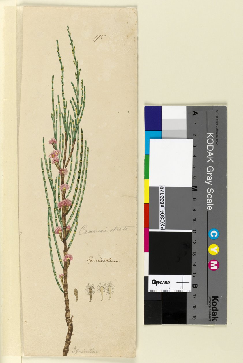 Strana 175. Casuarina stricta Allocasuarina verticillata, c.1803-06 (wc, pero, inkoust a tužka) od John William Lewin