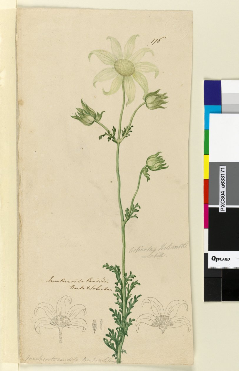 Strana 176. Actinotus Helianthe, c.1803-06 (wc, pero, inkoust a tužka) od John William Lewin
