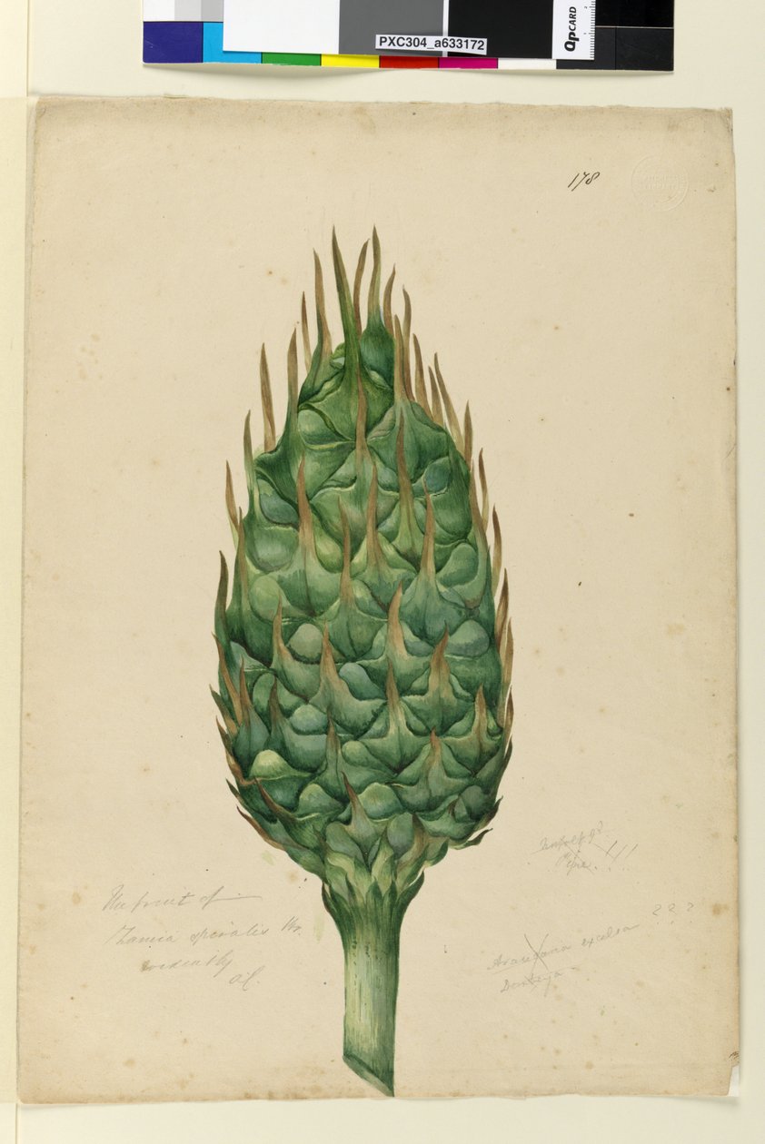 Strana 178. Plody Zamia spiralis, c.1803-06 (wc, pero, inkoust a tužka) od John William Lewin
