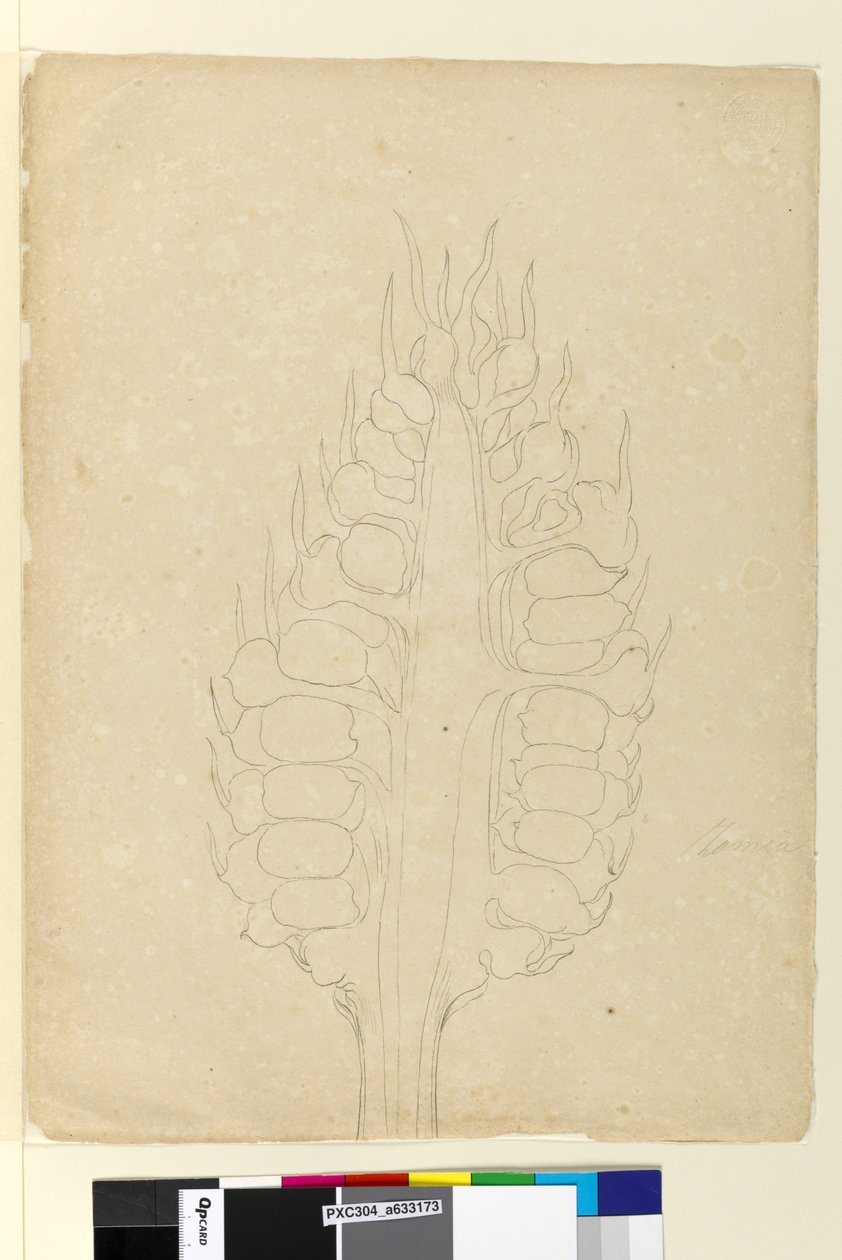 Strana 178a. Zamia, c.1803-06 (wc, pero, inkoust a tužka) od John William Lewin