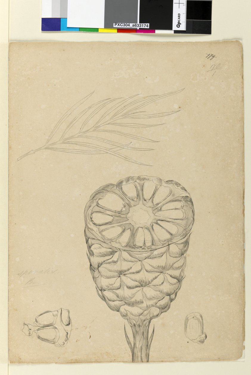 Strana 178b. Spiralis, c.1803-06 (wc, pero, inkoust a tužka) od John William Lewin