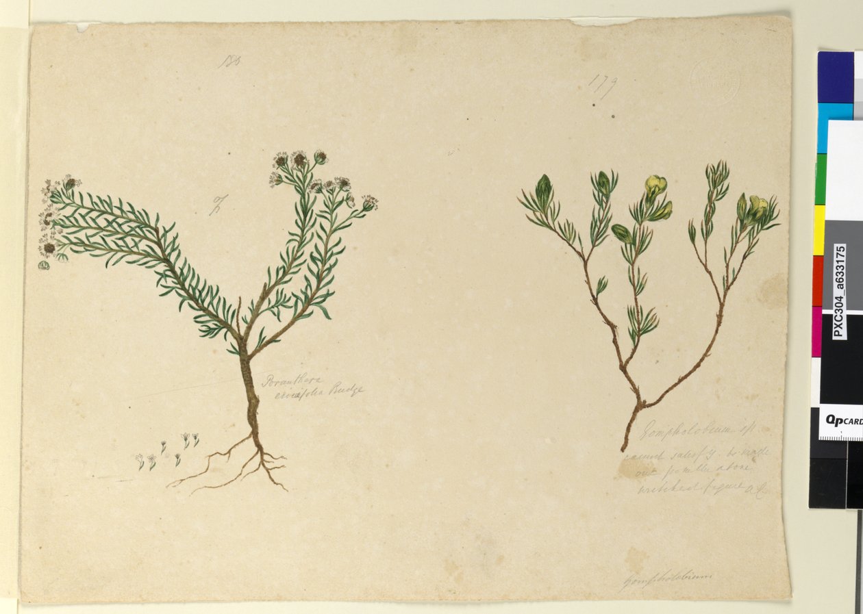 Strana 179. Gompholobium; 180. Poranthera ericafolia, c.1803-06 (wc, pero, inkoust a tužka) od John William Lewin