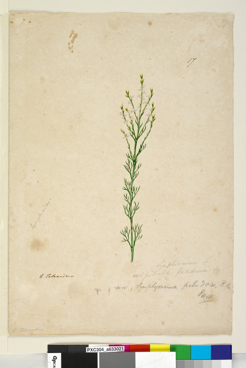 Strana 17. Symphionema paludosum, c.1803-06 (wc, pero, inkoust a tužka) od John William Lewin