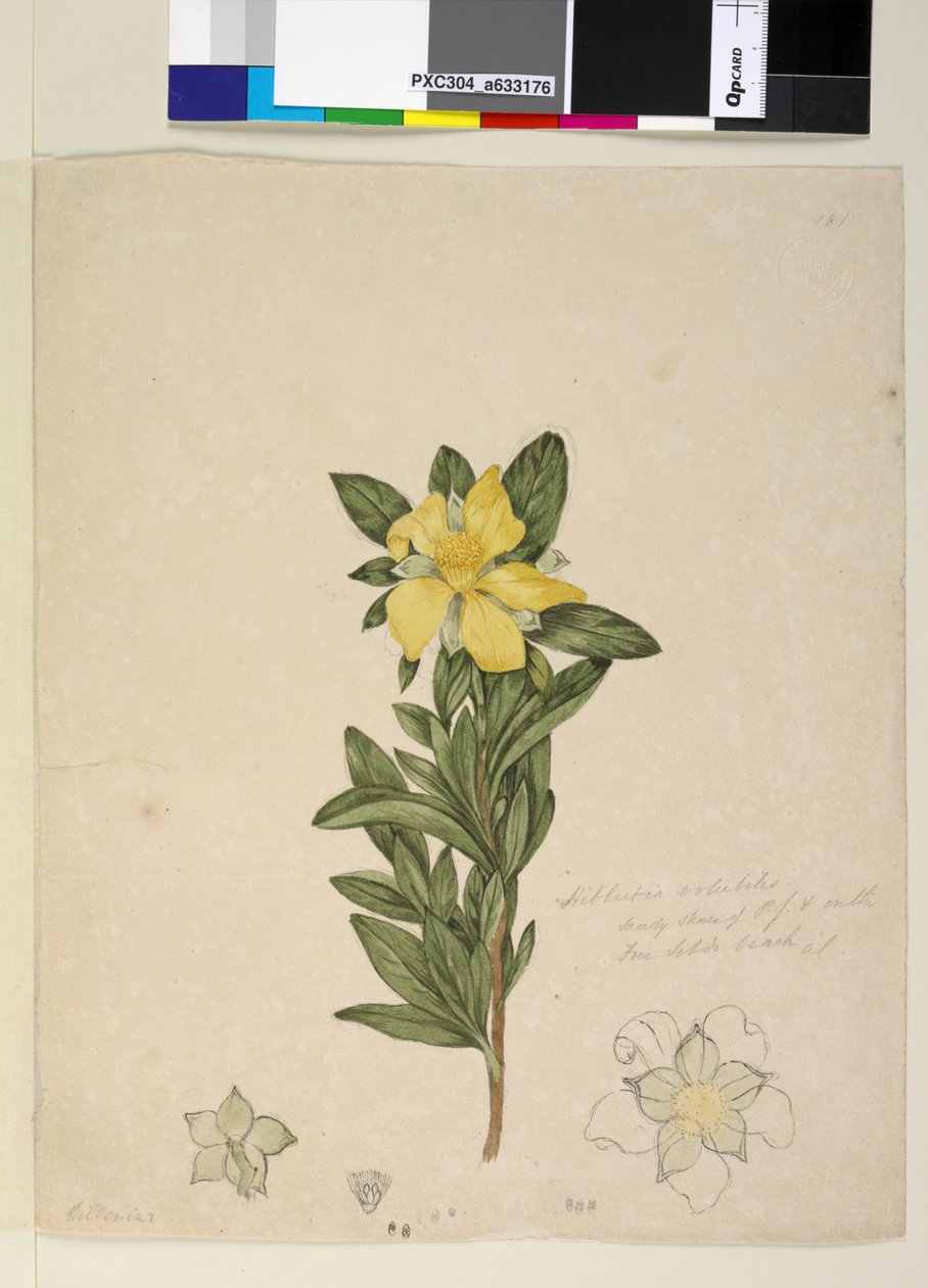 Strana 181. Hibbertia volubilis Hibbertia scandens, c.1803-06 (wc, pero, inkoust a tužka) od John William Lewin