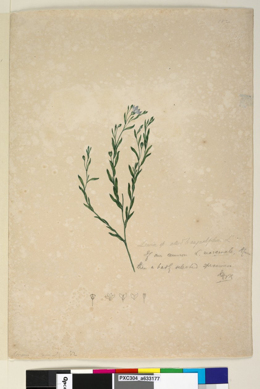 Strana 182. Linum sp ve spojení s augustifolium, c.1803-06 (wc, pero, inkoust a tužka) od John William Lewin