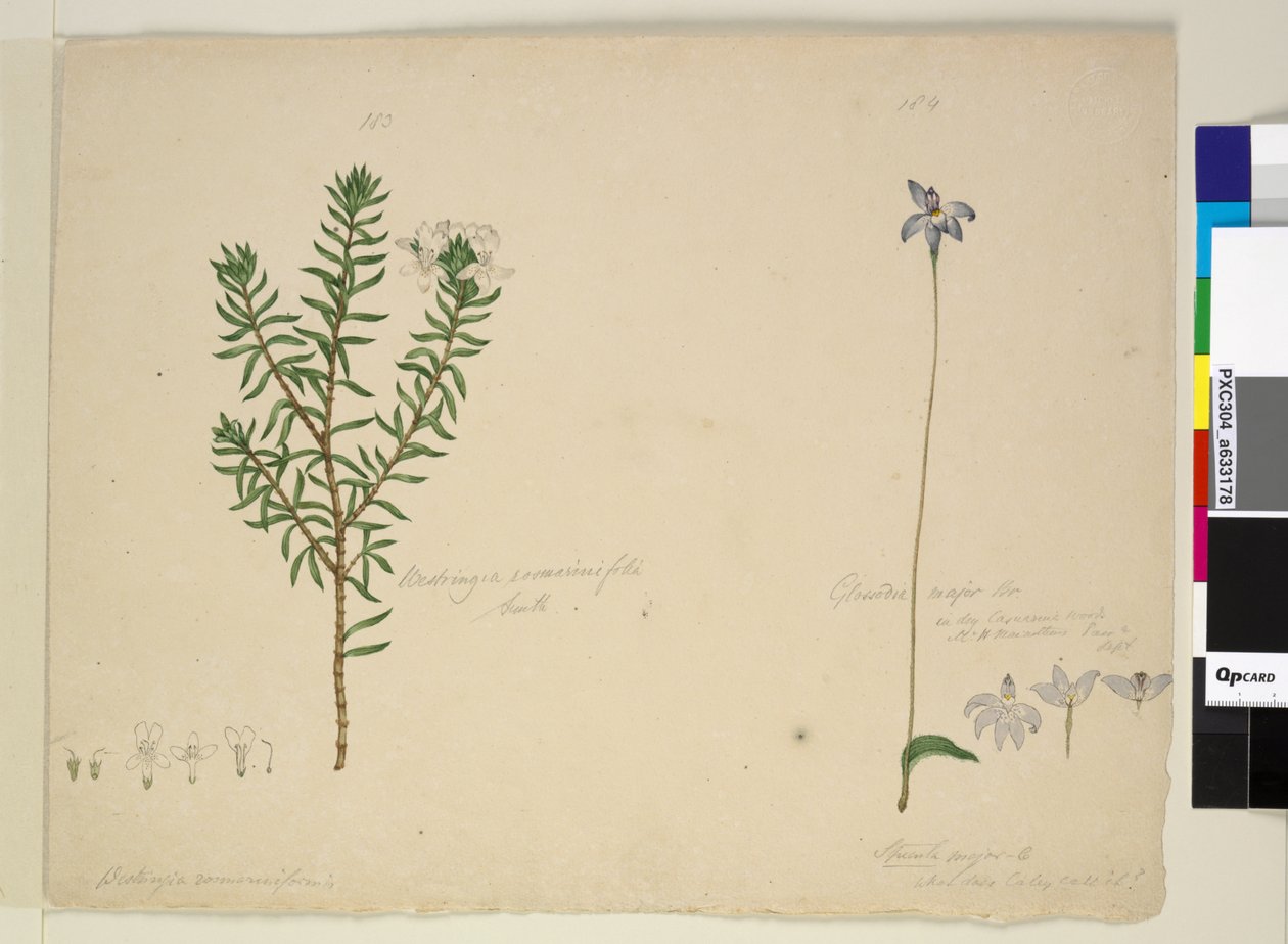 Strana 183. Westringia rosmarinifolia Westringia fruiticosa; 184. Glossodia major, c.1803-06 (wc, pero, inkoust a tužka) od John William Lewin