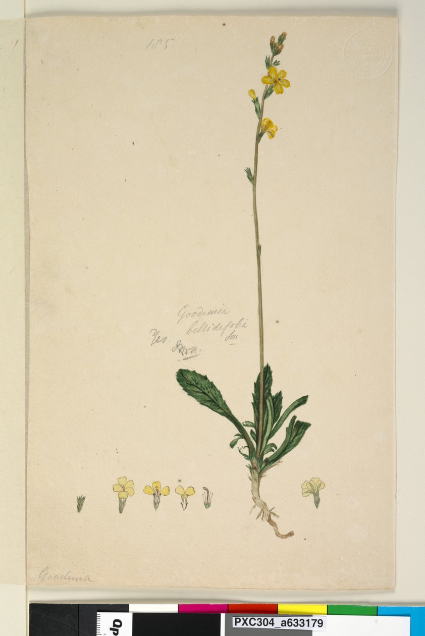 Strana 185. Goodenia bellidifolia, c.1803-06 (wc, pero, inkoust a tužka) od John William Lewin