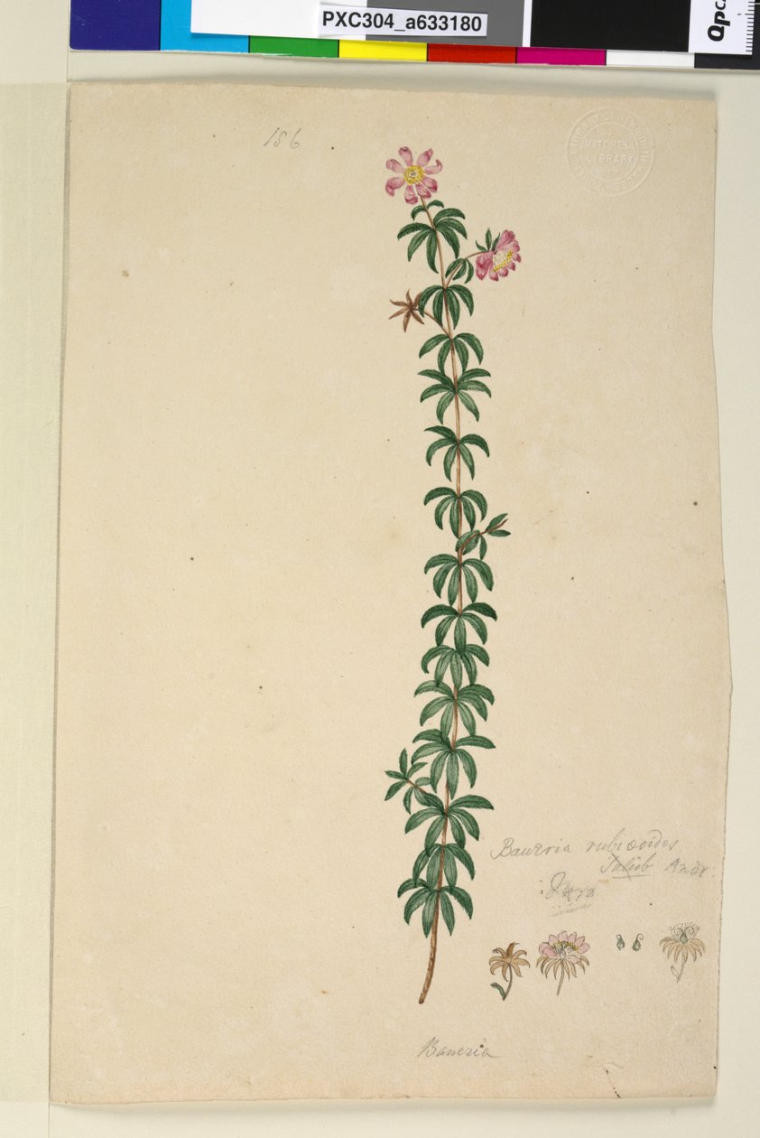 Strana 186. Bauera rubioides, c.1803-06 (wc, pero, inkoust a tužka) od John William Lewin