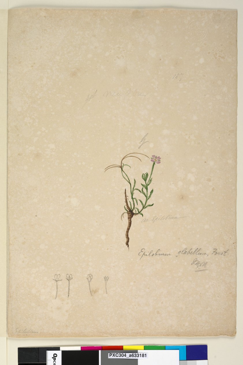 Strana 187. Epilobium glabellum, c.1803-06 (wc, pero, inkoust a tužka) od John William Lewin